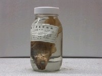 藏品(日本小褐鱈)的圖片